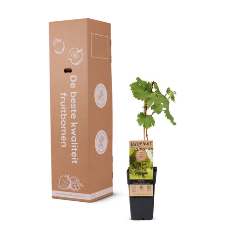 Witte druiven fruitplanten mix