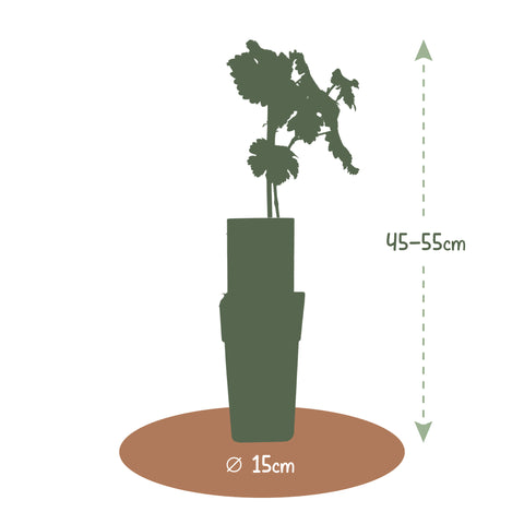 Druivenplant, Vitis vinifera ‘Vroege van der Laan’ | Witte druif