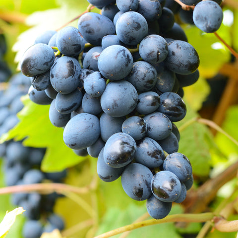 Druivenplant, Vitis vinifera ‘Venus’ | Pitarme blauwe druif