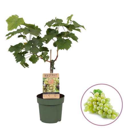 Druivenstruik, Vitis vinifera ‘Bianca’ | Witte druif