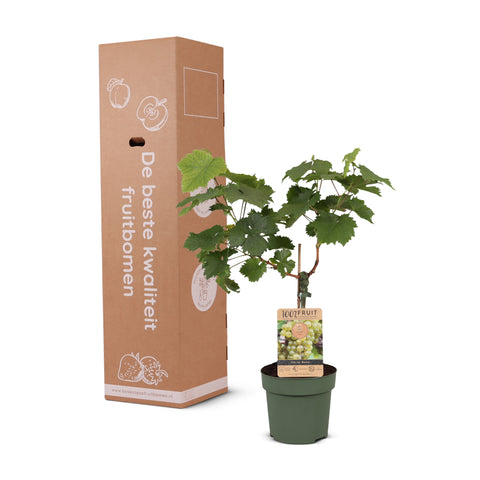 Druivenstruik, Vitis vinifera ‘Bianca’ | Witte druif