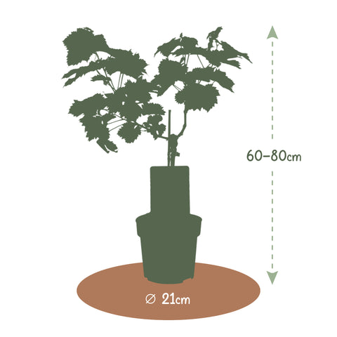 Druivenstruik, Vitis vinifera ‘Bianca’ | Witte druif