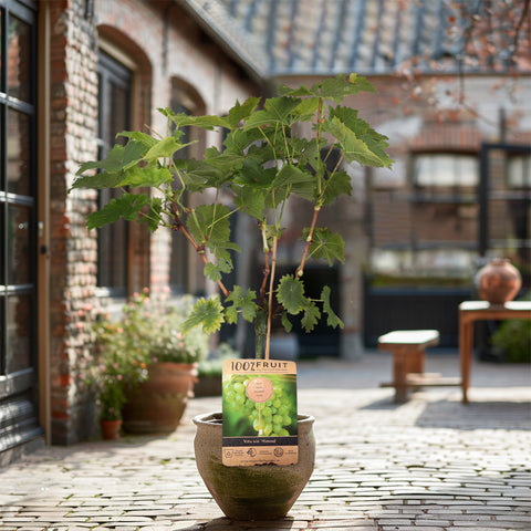Druivenstruik, Vitis vinifera ‘Solaris’ | Witte druif