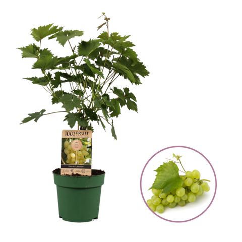 Druivenstruik Vitis vinifera ‘Lakemont’ | Pitarme witte druif