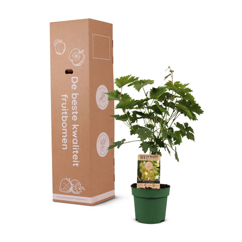Druivenstruik Vitis vinifera ‘Lakemont’ | Pitarme witte druif