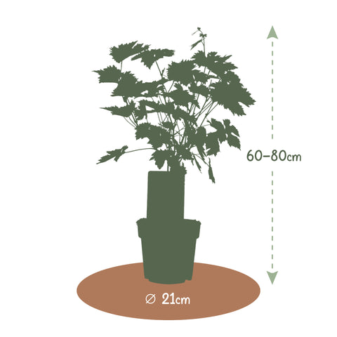 Druivenstruik Vitis vinifera ‘Lakemont’ | Pitarme witte druif