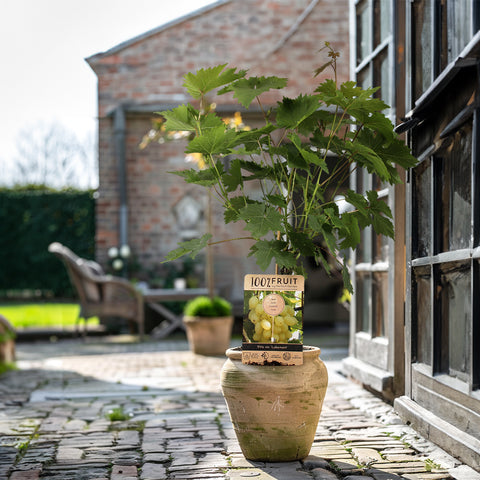 Druivenstruik Vitis vinifera ‘Lakemont’ | Pitarme witte druif