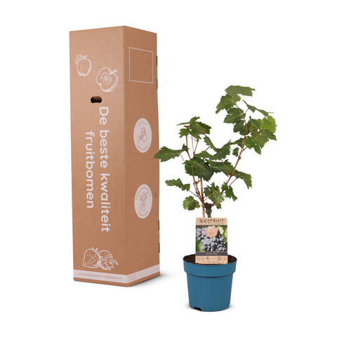 Druivenstruik, Vitis vinifera ‘Nero’ | Blauwe druif