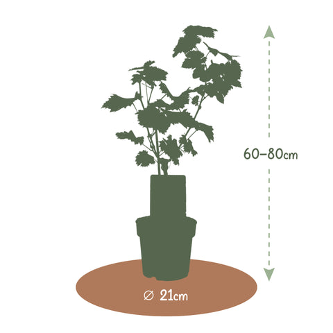 Druivenstruik, Vitis vinifera ‘Nero’ | Blauwe druif