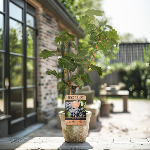 Druivenstruik, Vitis vinifera ‘Nero’ | Blauwe druif