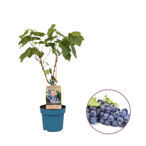 Druivenstruik, Vitis vinifera ‘Regent’ | Blauwe druif