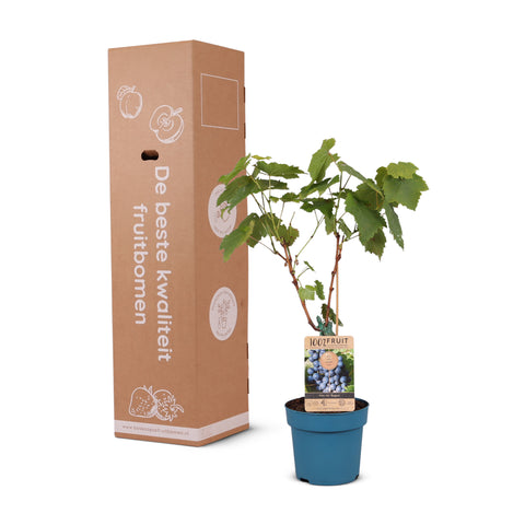 Druivenstruik, Vitis vinifera ‘Regent’ | Blauwe druif