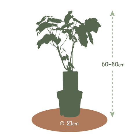 Druivenstruik, Vitis vinifera ‘Regent’ | Blauwe druif