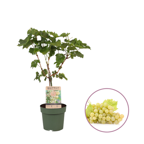 Druivenstruik, Vitis vinifera ‘Solaris’ | Witte druif