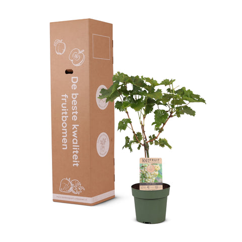 Druivenstruik, Vitis vinifera ‘Solaris’ | Witte druif