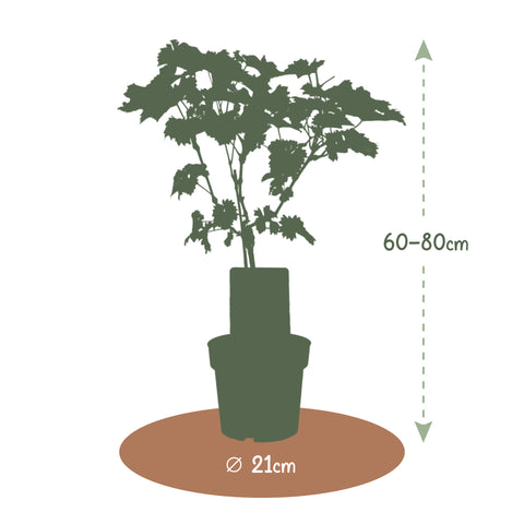 Druivenstruik, Vitis vinifera ‘Solaris’ | Witte druif