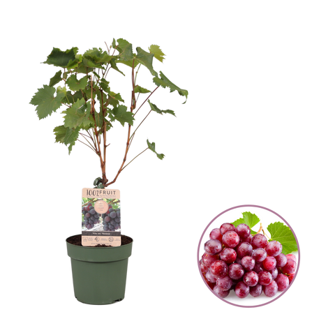 Druivenstruik, Vitis vinifera ‘Vanessa’ | Pitarme rode druif