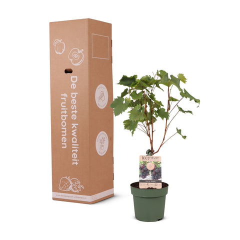 Druivenstruik, Vitis vinifera ‘Vanessa’ | Pitarme rode druif