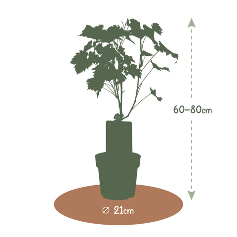 Druivenstruik, Vitis vinifera ‘Vanessa’ | Pitarme rode druif