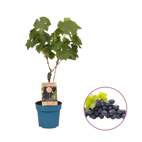 Druivenstruik, Vitis vinifera ‘Venus’ | Pitarme blauwe druif