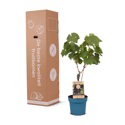 Druivenstruik, Vitis vinifera ‘Venus’ | Pitarme blauwe druif