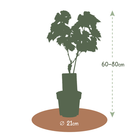 Druivenstruik, Vitis vinifera ‘Venus’ | Pitarme blauwe druif