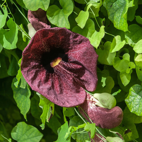 Duitse pijp, Aristolochia macrophylla