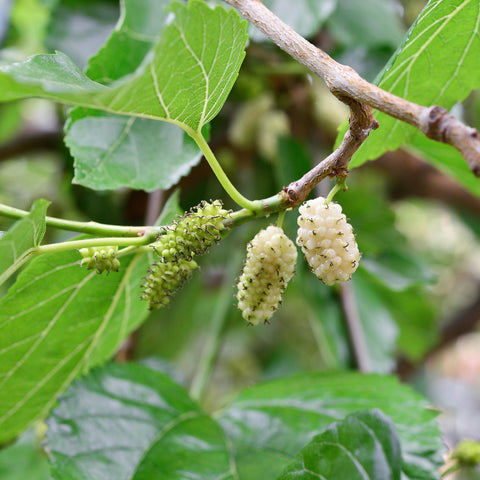 Exclusieve fruitplanten mix