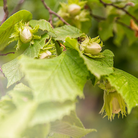 Exclusieve fruitplanten mix