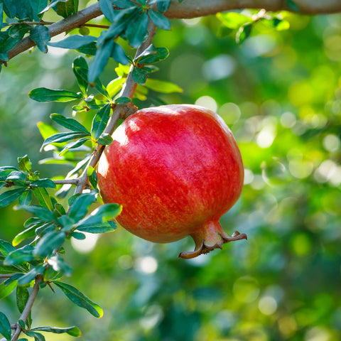 Exclusieve fruitplanten mix