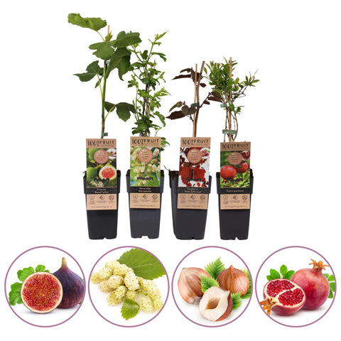 Exclusieve fruitplanten mix
