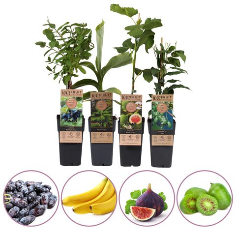 Exotische fruitplanten mix