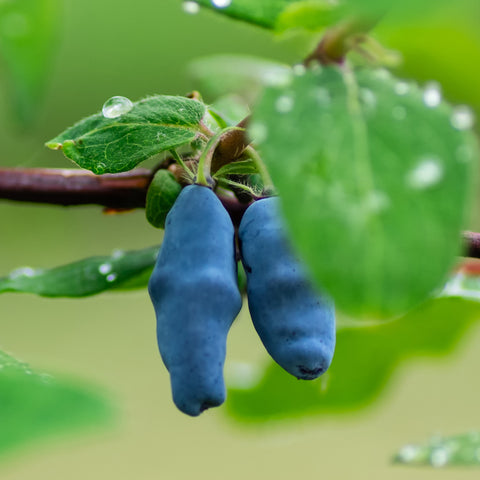 Exotische fruitplanten mix