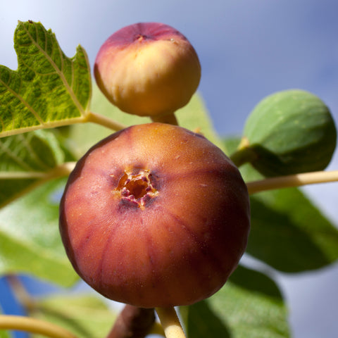 Exotische fruitplanten mix