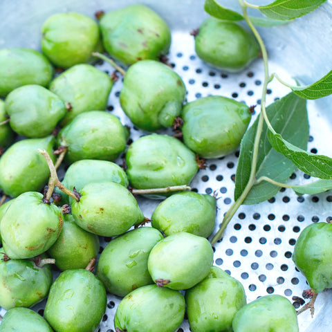Exotische fruitplanten mix