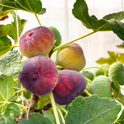 Vijgenplant, Ficus carica ‘Rouge de Bordeaux’