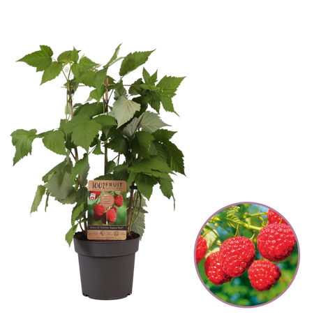 Frambozenplant, Rubus idaeus ‘Twotimer Sugana Red’