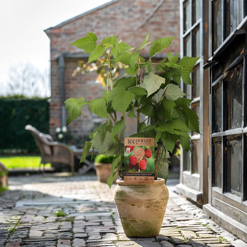Frambozenplant, Rubus idaeus ‘Twotimer Sugana Red’