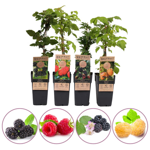 Framboos/bramen fruitplanten mix