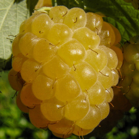 Framboos/bramen fruitplanten mix