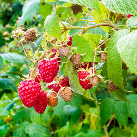 Framboos/bramen fruitplanten mix