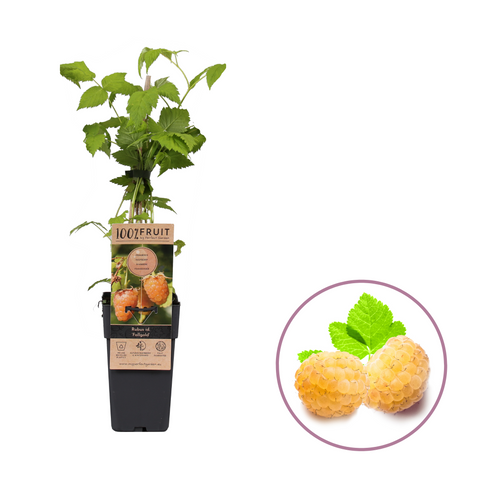 Frambozenplant, Rubus idaeus ‘Fallgold’