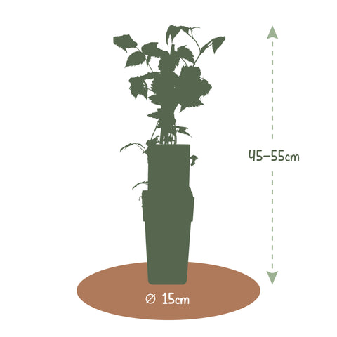 Frambozenplant, Rubus idaeus ‘Twotimer Sugana Yellow’