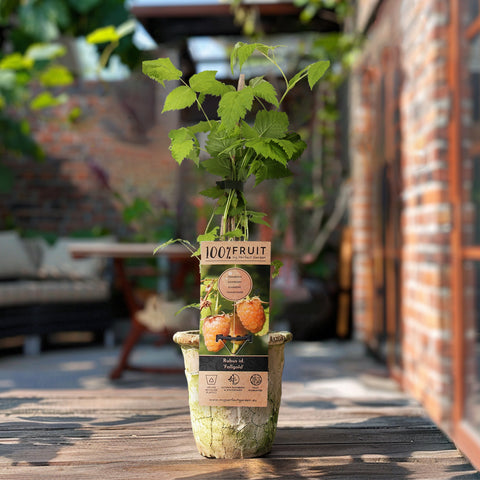 Frambozenplant, Rubus idaeus ‘Twotimer Sugana Yellow’