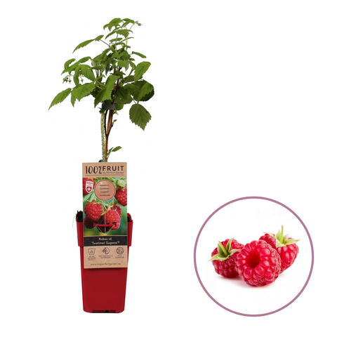 Frambozenplant, Rubus idaeus ‘Twotimer Sugana Red’