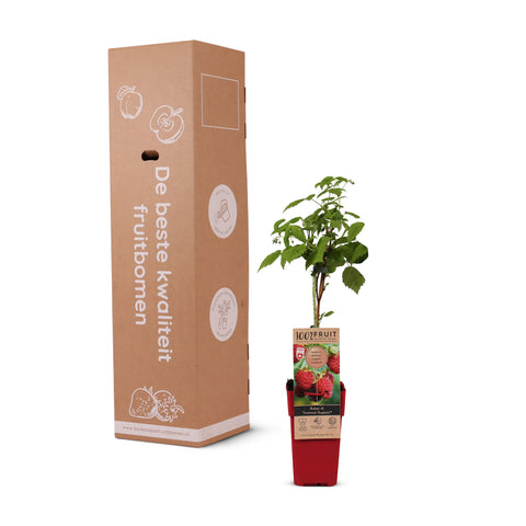 Frambozenplant, Rubus idaeus ‘Twotimer Sugana Red’