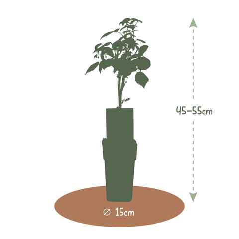 Frambozenplant, Rubus idaeus ‘Twotimer Sugana Red’