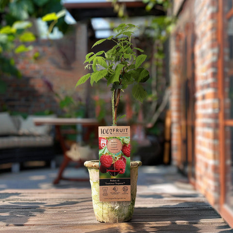 Frambozenplant, Rubus idaeus ‘Twotimer Sugana Red’