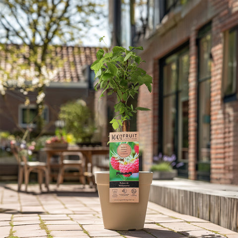 Framboos/bramen fruitplanten mix
