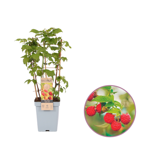 Frambozen trio aan rek, Rubus